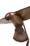 Life size Bronze Hovering Kestrel (Windhover)