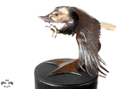 Half size bronze Bald Eagle