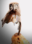 Bronze Golden Eagle Head by Sculptor Alan Glasby OBE GM - Open Edition
