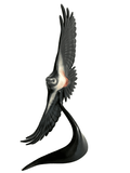 Bronze Great Spotted Woodpecker in flight